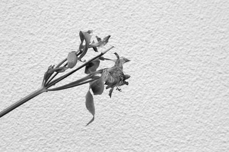 Flower White