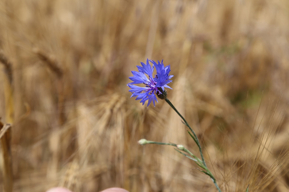 Nature flowers bloom