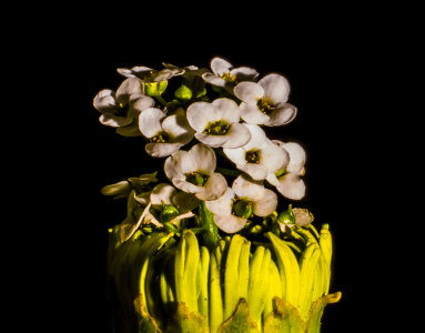 White Flowers