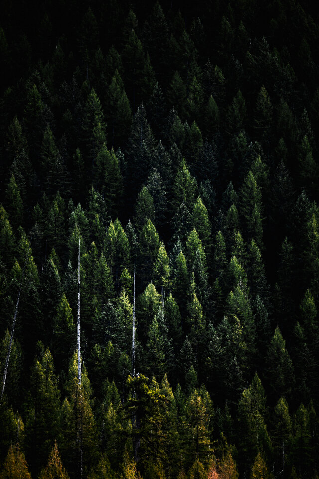 Trees Wallpaper