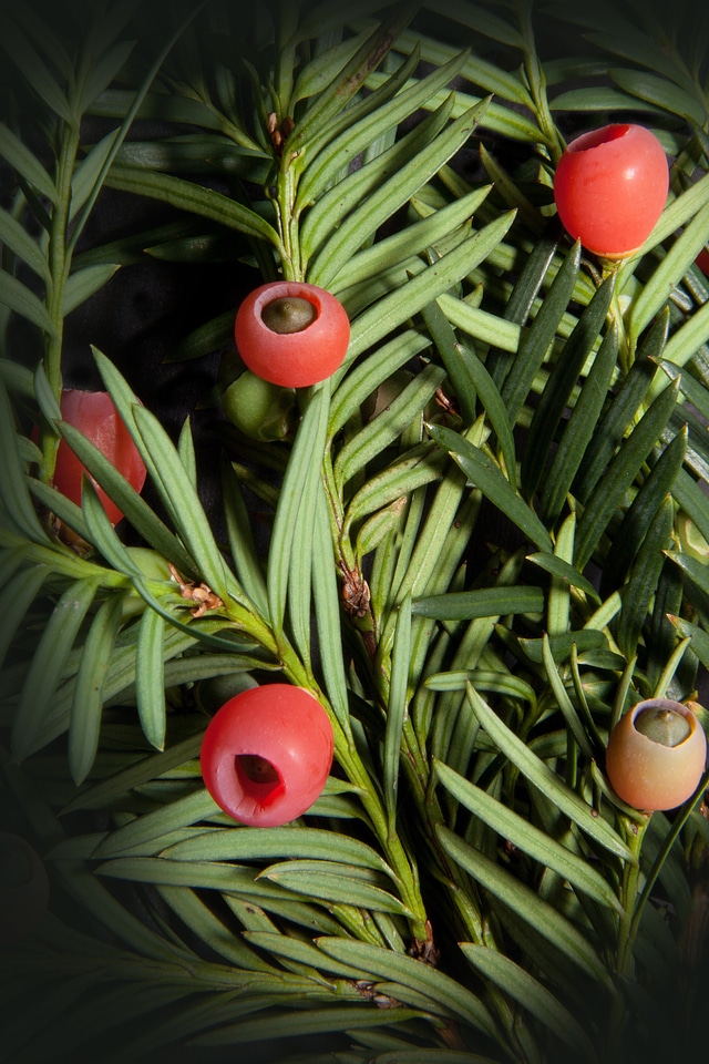 Bush evergreen taxaceae