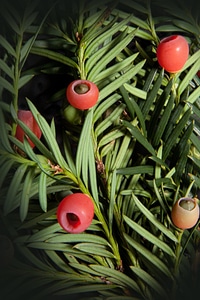 Bush evergreen taxaceae