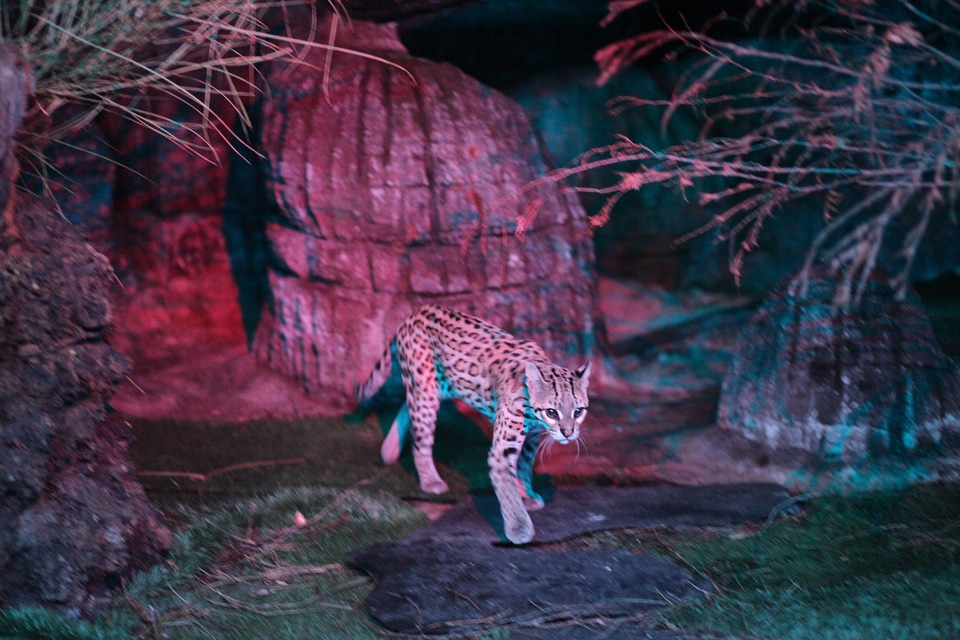 Feline animal animal world