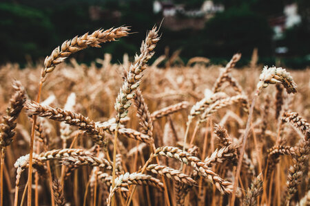 Wheat Barley photo