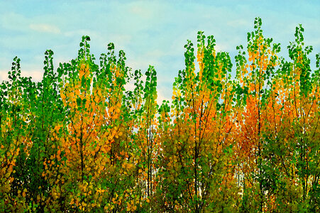 Nature Trees