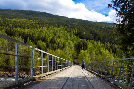 Norway Forest