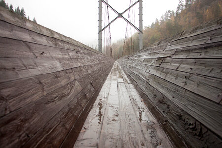 Bridge Trees