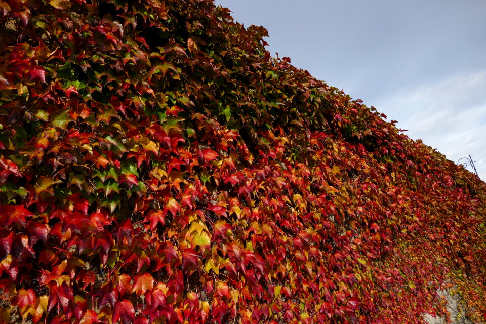 Leaf Leaves