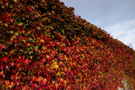 Leaf Leaves photo