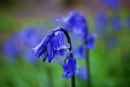 Bluebells Flower photo