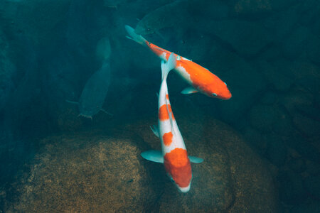 Fish Coy