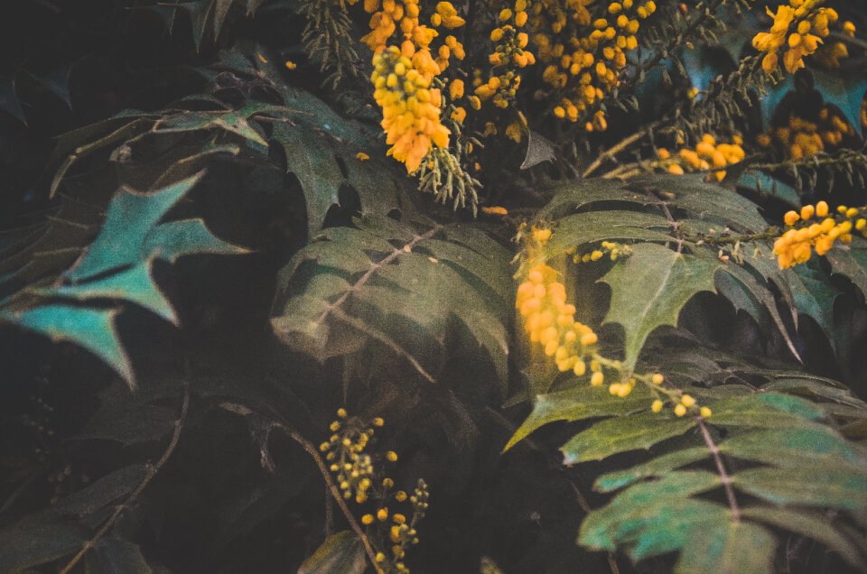 Plants Flower