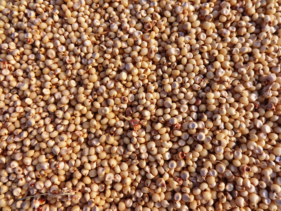 Hubli india crop