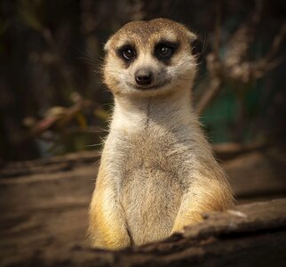 Meerkat Cute photo