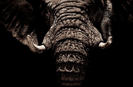 Elephant Tusks photo