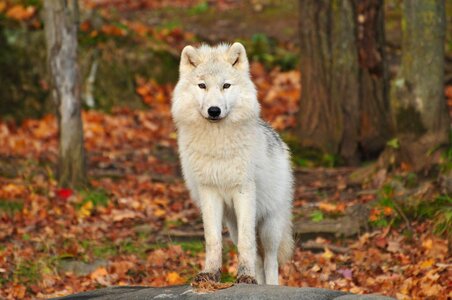 Animal Wolf photo