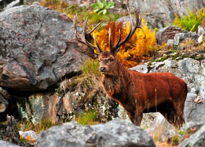 Stag Deer photo