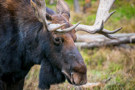 Moose Deer photo