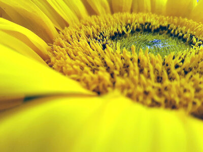 Yellow Flower