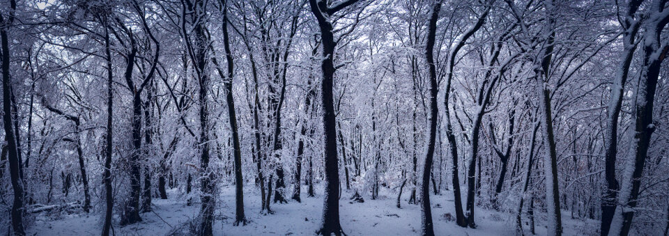 Snow Forest photo