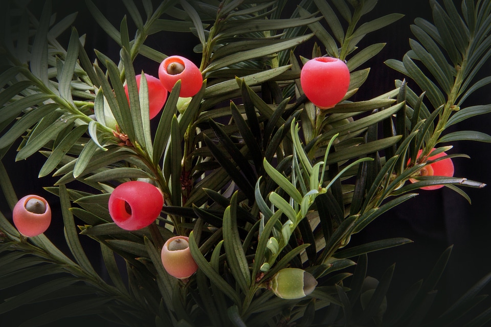 Bush evergreen taxaceae
