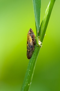 Nature insect macro