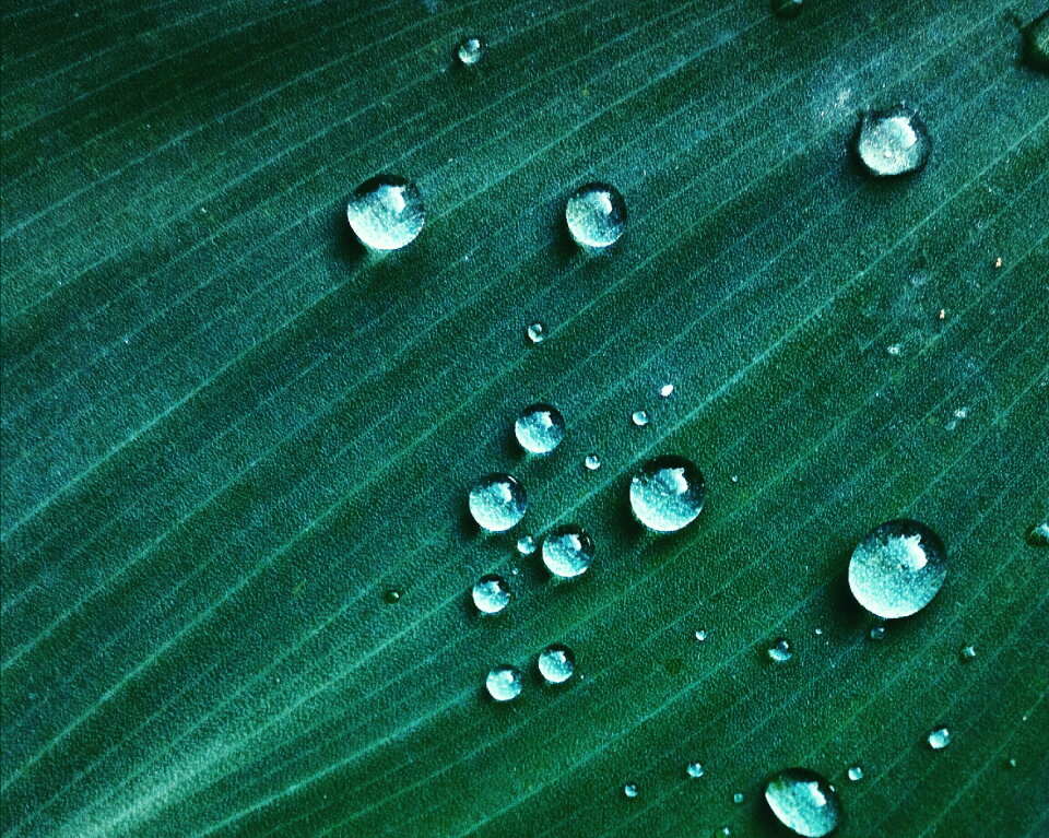 Rain Drops photo