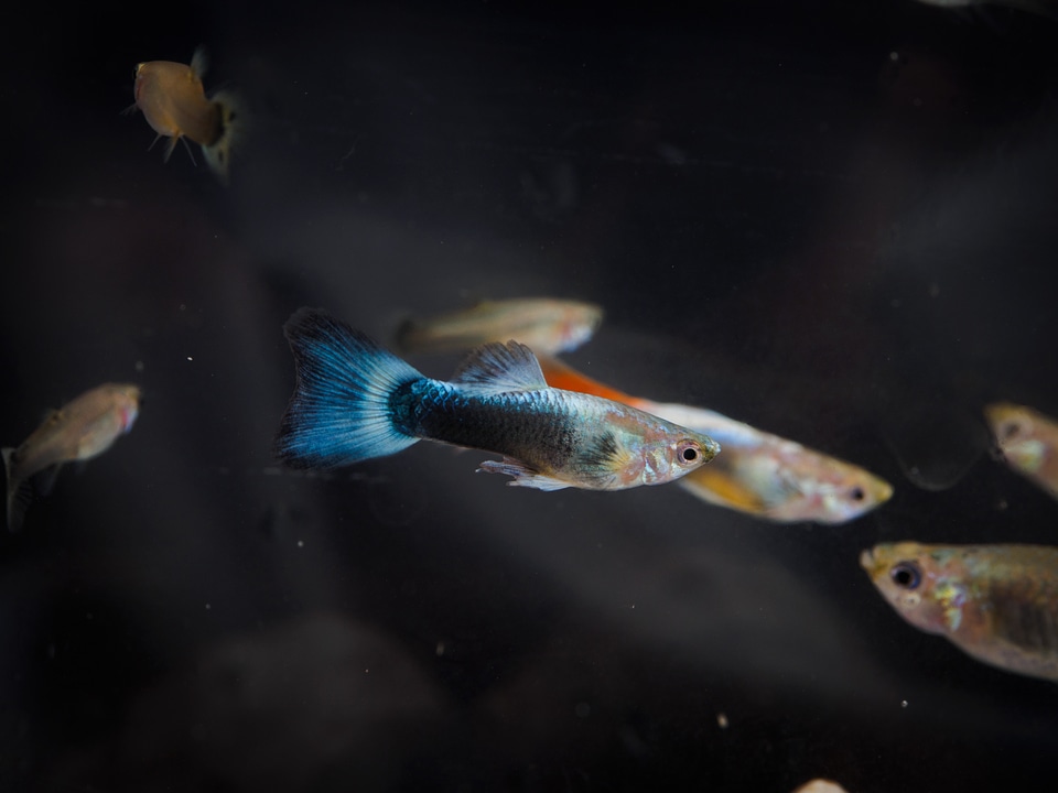 Fish tropical fish goofy