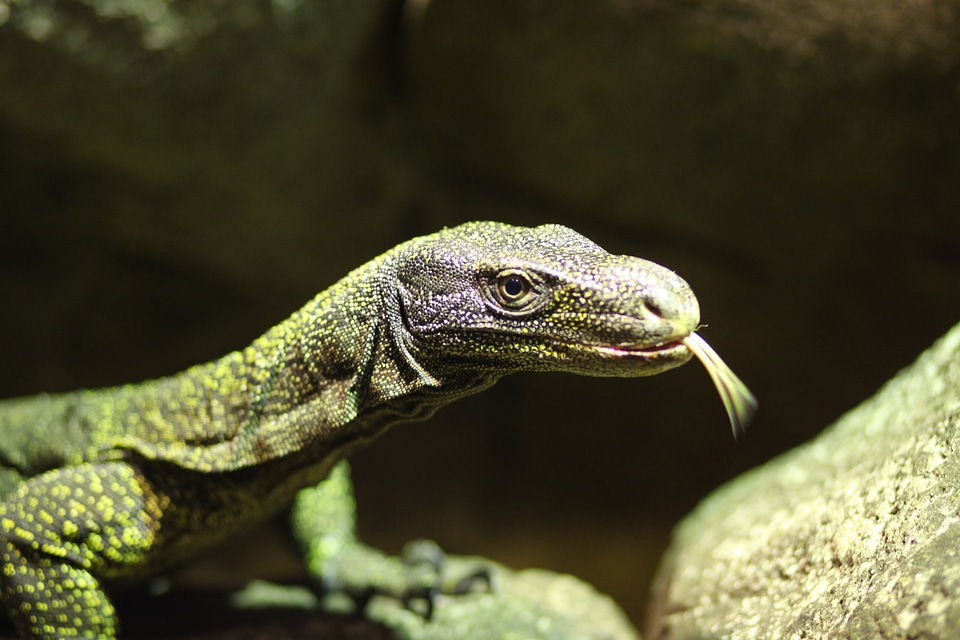 Fauna exotic animal animals
