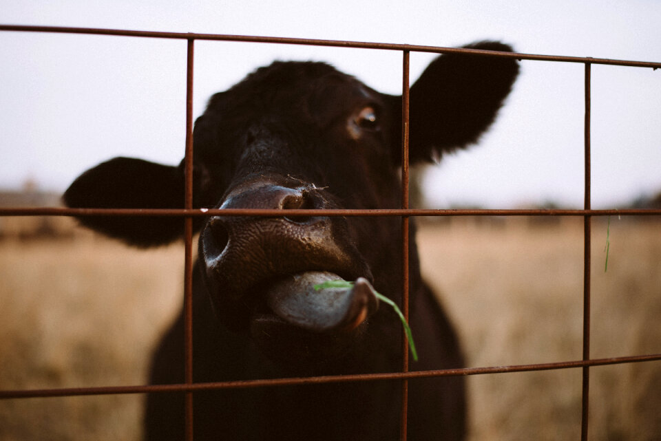 Cow Eat