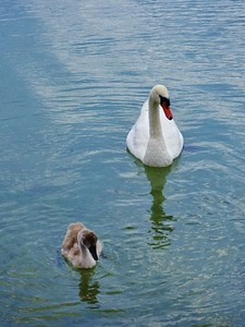 Family animals nature