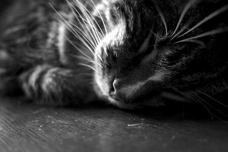 Cat Kitten photo