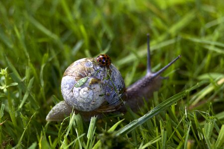 Snail Ladybird photo