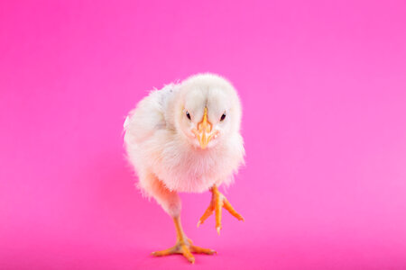 Chick Pink