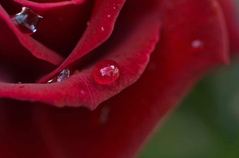 Bloom nature flower