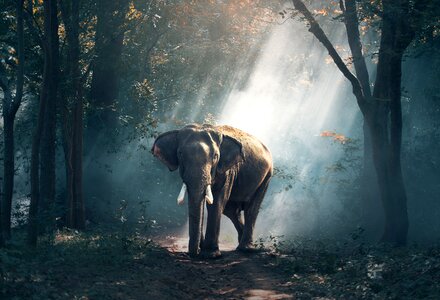 Elephant Asian photo