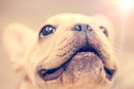 Puppy Smile photo