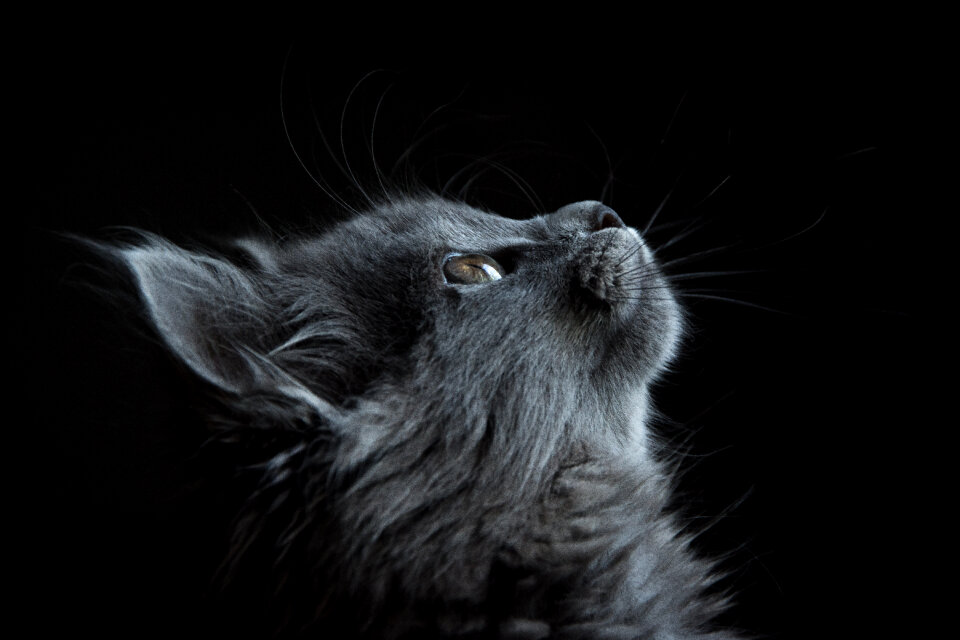 Gray Cat photo