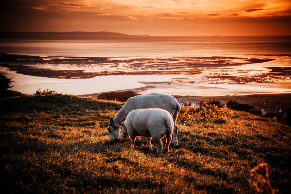 Sheep Grazing photo