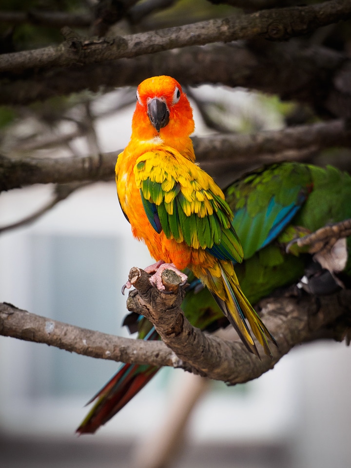Birds greenness new