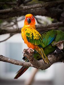 Birds greenness new