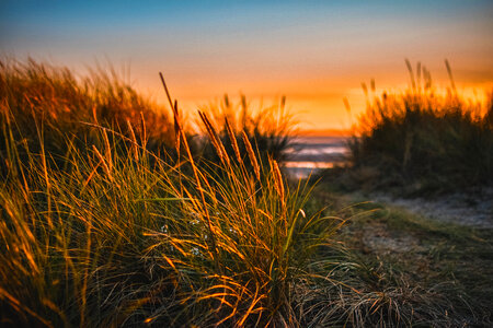 Wildflower Beach