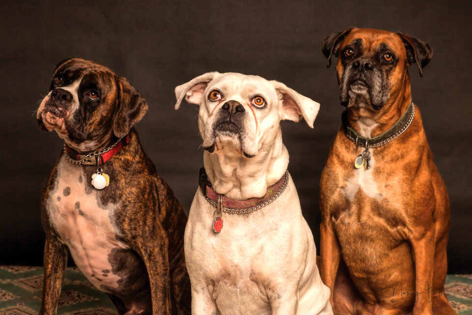 Boxer Dog Portrait
