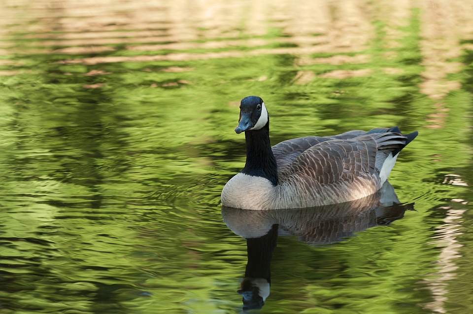 Water bird nature branta canadensis photo