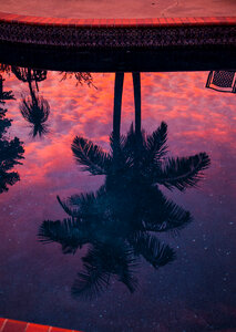 Palm Tree Reflection photo
