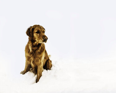 Cold Dog photo