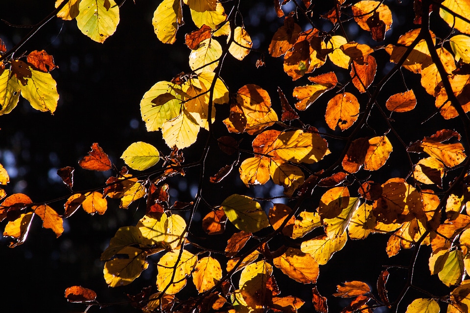 Fall foliage golden autumn leaves photo