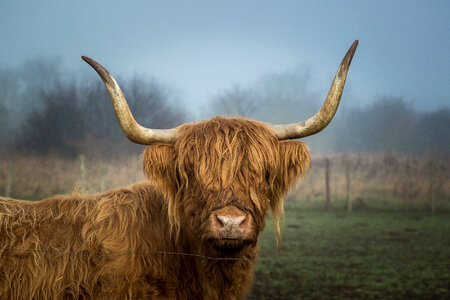Highland Cow photo