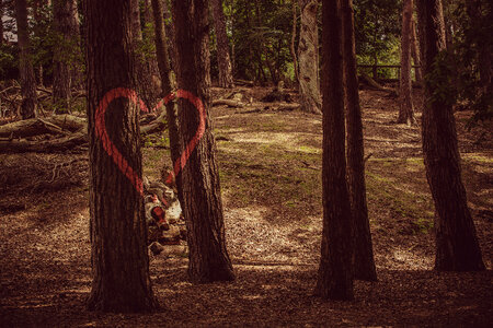 Loveheart Tree photo