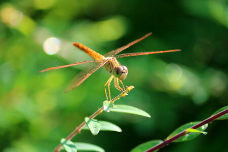 Dragonfly Insect photo
